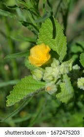 Image result for Philyrophyllum schinzii