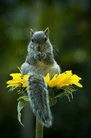Sitting In The Middle Of My Seed Dish Dieren Dieren Mooi Schattige Dieren