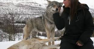 Norwegian Park Allows Visitors To Play With Wolves Under The Northern Lights Northern Lights Norway Wolf