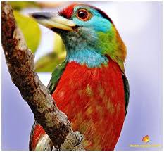 A Blue Throated Barbet In Jaldapara West Bengal India Beautiful Birds Birds Bird
