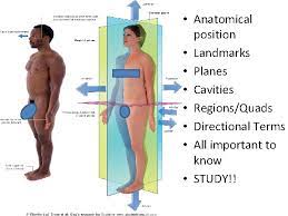 Lying on abdomen, facing downward. Directional Terms The Anatomical Position Of The Body