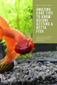 But there is another breed of betta which is betta fish fight will all fish. 10 Amazing Care Tips To Know Before Getting A Betta Fish Betta Fish Betta Pet Fish