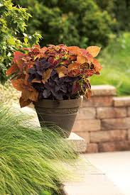 Image result for Coleus sylvestris