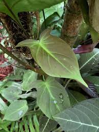 Philodendron Philodendron Camposportoanum In The Philodendrons Database Garden Org