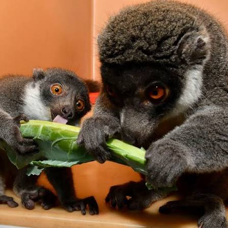 This baby mongoose lemur may be adorable, but she's also critically  endangered 💙 ➡️ lemur.duke.edu/protect During the #IPS2025 conference, a  new Primates in Peril list was established. A collaboration between the IPS,