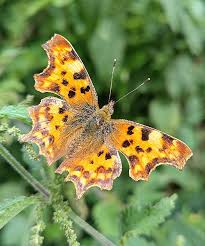Image result for Polygonia c-album
