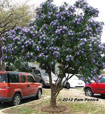 Best Smelling Tree In Texas Sophora Secundiflora Digging Texas Mountain Laurel Texas Landscaping Trees For Front Yard
