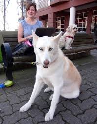 Black And White Husky Shepherd Mix White Siberian Husky German Shepherd Mix Photo Happy Dog Heaven German Shepherd Husky Mix Husky Mix German Shepherd Mix