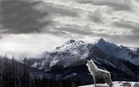 Wolf Wallpaper 27 Wolf Wallpaper Wolf Background Wallpaper Backgrounds