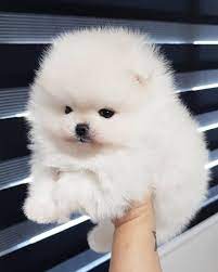 White Teacup Pomeranian Puppies For Sale Visit Website Puppy4homes Pomeranian Puppy Teacup Pomeranian Puppy Pomeranian Puppy For Sale