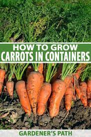 How To Grow Carrots In Containers Gardener S Path How To Plant Carrots Growing Carrots Container Vegetables