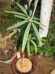 Image result for Adenia stenodactyla