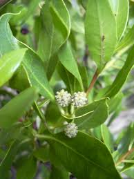 Image result for Conocarpus erectus