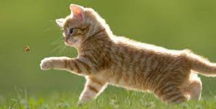 Selain sebagai binatang peliharaan, kucing juga bisa menjadi hiburan anda. Inilah Daftar Nama Kucing Nabi Muhammad Blog Elevenia