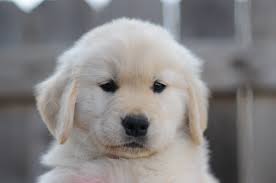Why buy a golden retriever puppy for sale if you can adopt and save a life? Home Page Scion Golden Retrievers Golden Retriever Breeder In Texas