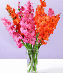 Pin On Bold Colors