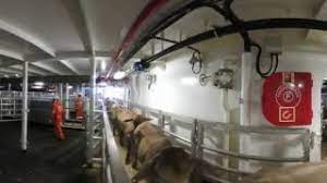 Check spelling or type a new query. The Live Cattle Export Journey Part 3 Loading And Onboard A Ship Youtube