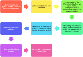 In this study, we reviewed the mechanisms of stem cell niches and dedifferentiation in plant growth. Plant Stem Cells And Their Applications Special Emphasis On Their Marketed Products Springerlink