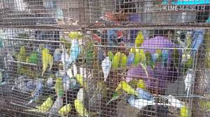 Buy premium budgie seed and well priced bird cages, supplements, worming & bird hygiene products. All Birds Price In Kolkata 12 11 2018 Galiff Street Birds And Pets Market With Birds Price Part 4 Youtube