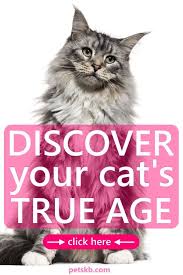 How to calculate cat age. How To Convert Cat Years To Human Years Cat Years Cats Age In Human Years Cat Age