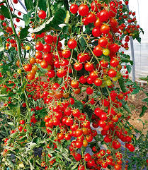 Tomaten und kräuter aus dem garten. Snack Tomate Perlino 1a Qualitat Kaufen Baldur Garten