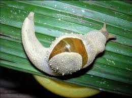 Megaustenia Heliciformis Escargot Limace