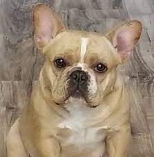 French bulldog puppies north georgia. Georgia French Bulldogs Home Facebook