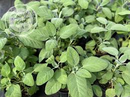 Image result for Bergia salaria