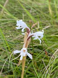 Image result for Satyrium longicauda