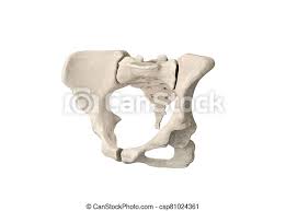 1024 x 820 jpeg 276 кб. Pelvis Human Skeleton Female Pelvic Bone Anatomy Hip 3d Artwork Bones Labeled Anatomy View White Background Canstock