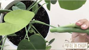 Decorar Con Plantas En Agua Ideas Diy Artencasa