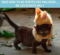 Citation Humoristique Sur Le Chat Noir Qui Porte Malheur Memes Chats Amusants Photo Drole Animaux Animaux Droles Les Plus Mignons