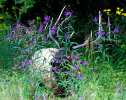 Image result for Vernonia jelfiae