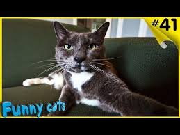 приколы с кошками смешное видео про котов 100 позитив Smeshnoe Video S Koshkami Smeshnye Koshki Smeshnye Koty Cute Little Animals Funny Cats Animals