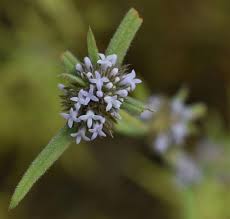 Image result for Spermacoce