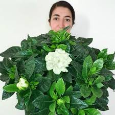 Image result for Gardenia