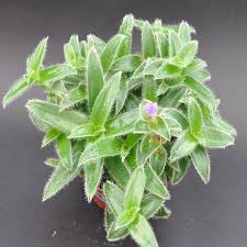 Image result for Cyanotis