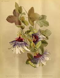 Passion Flower Passion Vine Passiflora Watsoniana Arte Con Flores Flores Para Dibujar Dibujos Botanicos