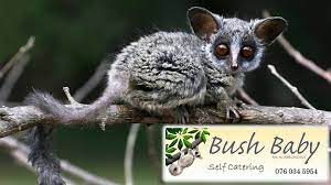 Bushbaby Photos Facebook