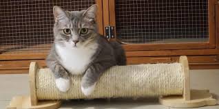 So, if done occasionally, there is nothing to worry about it. My Cat Is Coughing Sneezing What Could Be Wrong Old Farm Veterinary Hospital