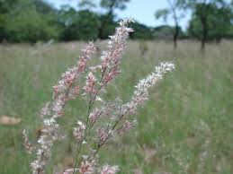 Image result for Aeollanthus repens