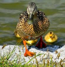 Black And Yellow Spotted Duckling Mallard Mother Ducks Mallard Animals Beautiful Duck