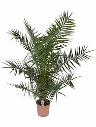 The largest populations of wild palms are found on la gomera. Kanarische Dattelpalme 130 150 Cm Phoenix Kaufland De