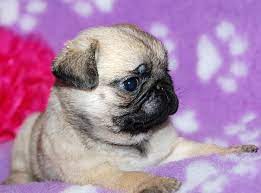 Cute Pug Puppy Cute Pugs Cute Pug Puppies Pug Puppies