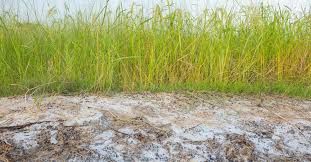 Nutrient toxicity in acidic soils. How To Test Soil Ph