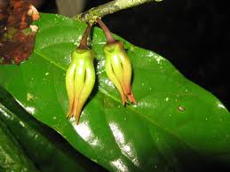 Image result for isolona