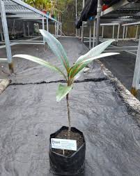 Image result for Coptosperma