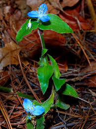 Image result for Commelina diffusa