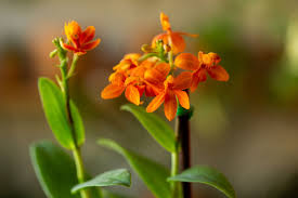 Image result for Epidendrum