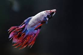 Stress in fish is caused by many different factors. How To Recognize Stress In Aquarium Fish
